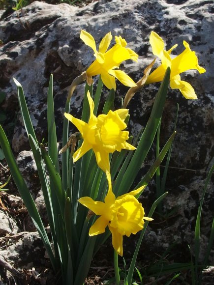 Narcissus bugei (Fern.Casas) Fern.Casas Amaryllidaceae