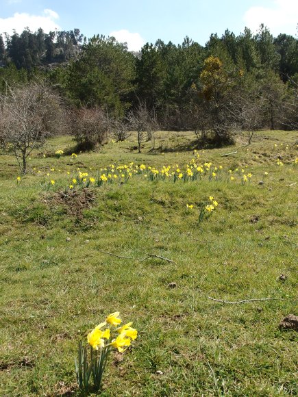 Narcissus bugei (Fern.Casas) Fern.Casas Amaryllidaceae