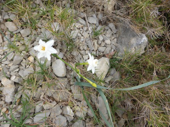 Narcissus dubius Gouan Amaryllidaceae 
Narcisse douteux