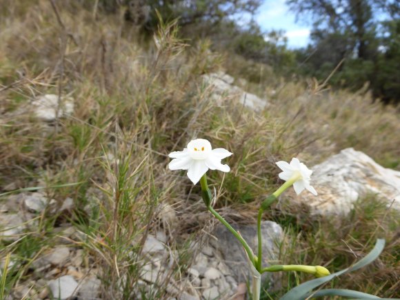 Narcissus dubius Gouan Amaryllidaceae 
Narcisse douteux