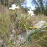 Narcissus dubius Gouan Amaryllidaceae 
Narcisse douteux