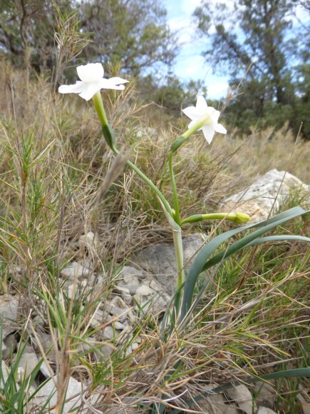 Narcissus dubius Gouan Amaryllidaceae 
Narcisse douteux