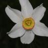 Narcissus poeticus L. Amaryllidaceae - Narcisse des poètes