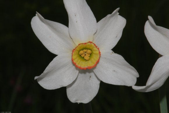 Narcissus poeticus L. Amaryllidaceae - Narcisse des poètes