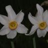 Narcissus poeticus L. Amaryllidaceae - Narcisse des poètes