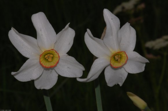 Narcissus poeticus L. Amaryllidaceae - Narcisse des poètes