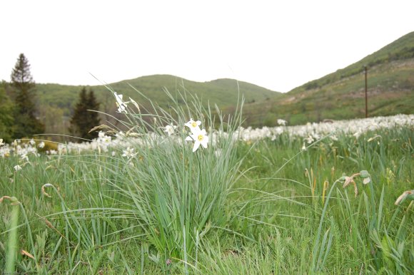 Narcissus poeticus L. Amaryllidaceae - Narcisse des poètes