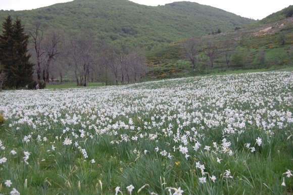 Narcissus poeticus L. Amaryllidaceae - Narcisse des poètes