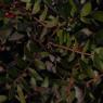 Pistacia lentiscus L.- Anacardiaceae