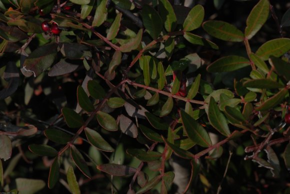 Pistacia lentiscus L.- Anacardiaceae