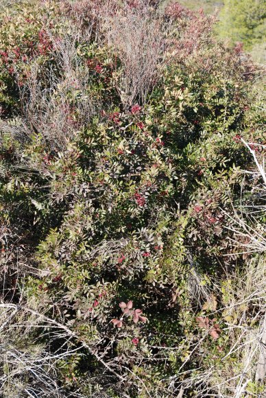 Pistacia lentiscus L.- Anacardiaceae