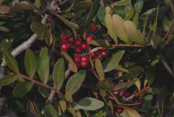 Pistacia lentiscus L.- Anacardiaceae