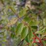 Pistacia terebinthus L. Anacardiaceae - Pistachier térébinthe