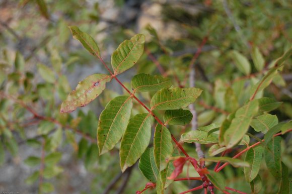 Pistacia terebinthus L. Anacardiaceae - Pistachier térébinthe