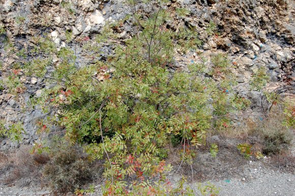 Pistacia terebinthus L. Anacardiaceae - Pistachier térébinthe