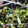 Bupleurum baldense Turra Apiaceae
Buplèvre du mont Baldo