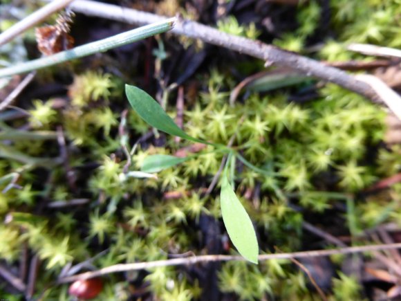 Bupleurum baldense Turra Apiaceae
Buplèvre du mont Baldo