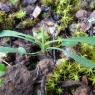 Bupleurum baldense Turra Apiaceae
Buplèvre du mont Baldo