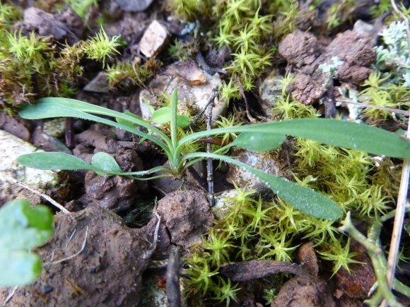 Bupleurum baldense Turra Apiaceae
Buplèvre du mont Baldo