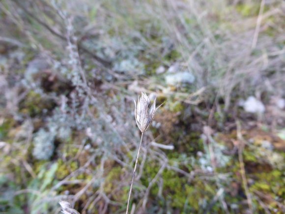 Bupleurum baldense Turra Apiaceae
Buplèvre du mont Baldo