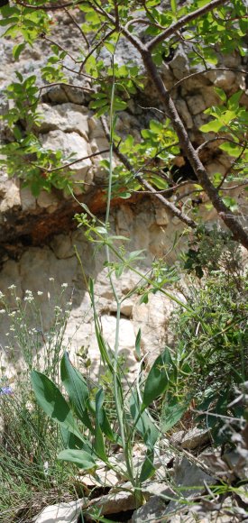 Bupleurum rigidum L. Apiaceae - Buplèvre raide