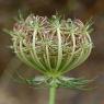 Daucus carota L. Apiaceae- Carrotte sauvage