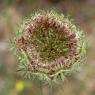 Daucus carota L. Apiaceae- Carrotte sauvage