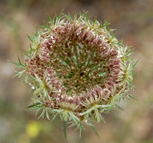 Daucus carota L. Apiaceae- Carrotte sauvage