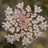 Daucus carota L. Apiaceae- Carrotte sauvage