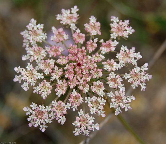 Daucus carota L. Apiaceae- Carrotte sauvage