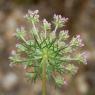 Daucus carota L. Apiaceae- Carrotte sauvage