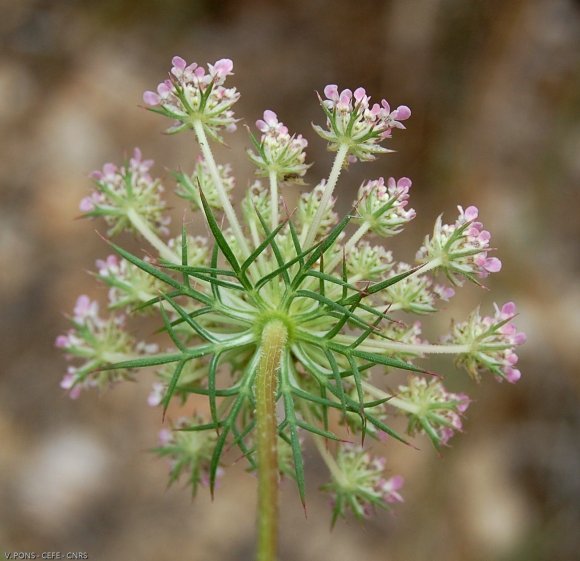 Daucus carota L. Apiaceae- Carrotte sauvage