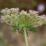 Daucus carota L. Apiaceae- Carrotte sauvage