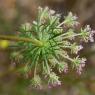 Daucus carota L. Apiaceae- Carrotte sauvage