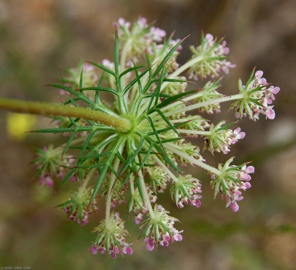 Daucus carota L. Apiaceae- Carrotte sauvage