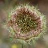 Daucus carota L. Apiaceae- Carrotte sauvage