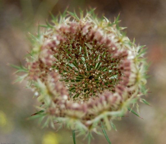 Daucus carota L. Apiaceae- Carrotte sauvage