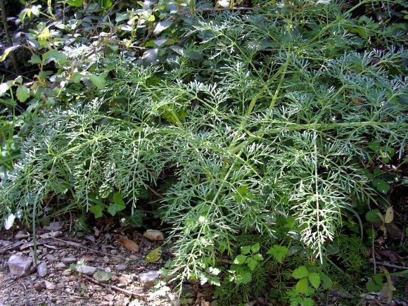 Ferula communis L. Apiaceae - Férule commune