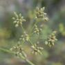 Foeniculum vulgare Mill. Apiaceae-Fenouil