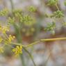 Foeniculum vulgare Mill. Apiaceae-Fenouil