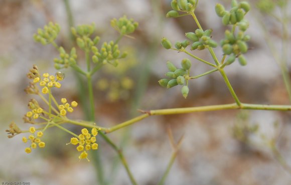 Foeniculum vulgare Mill. Apiaceae-Fenouil