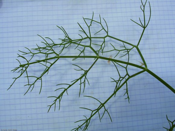 Foeniculum vulgare Mill. Apiaceae-Fenouil