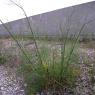 Foeniculum vulgare Mill. Apiaceae-Fenouil