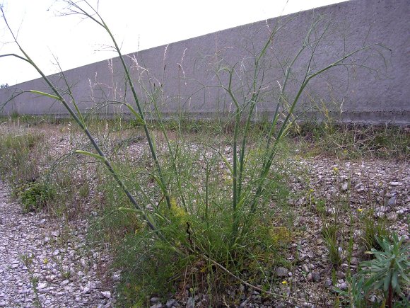 Foeniculum vulgare Mill. Apiaceae-Fenouil