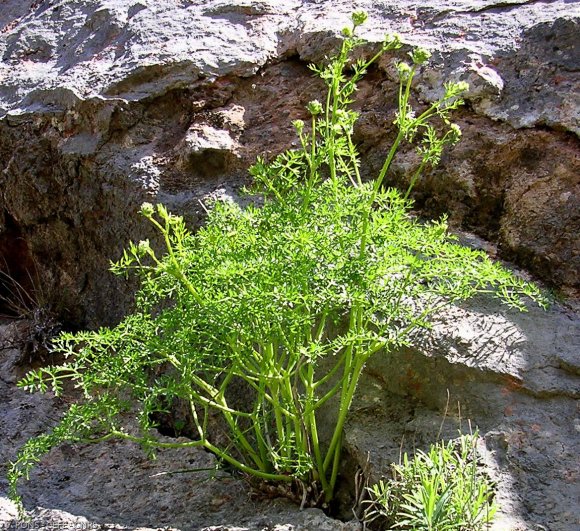 Laserpitium gallicum L. Apiaceae-Laser de Gaulle