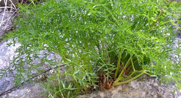 Laserpitium gallicum L. Apiaceae-Laser de Gaulle