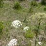 Laserpitium siler L. Apiaceae Laser siler