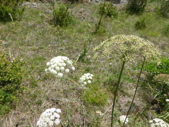 Laserpitium siler L. Apiaceae Laser siler