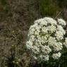 Laserpitium siler L. Apiaceae Laser siler