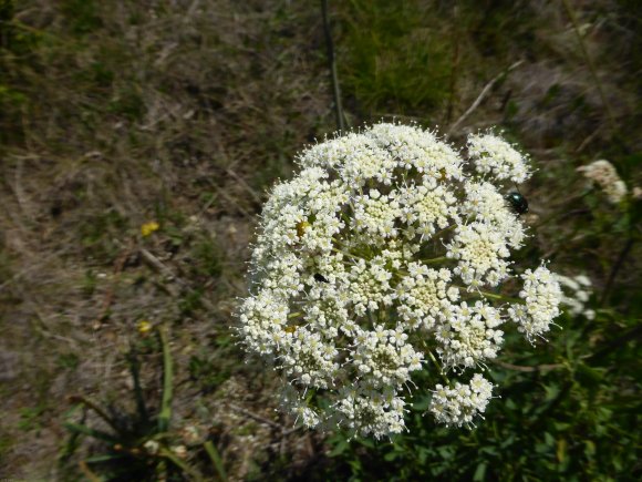 Laserpitium siler L. Apiaceae Laser siler